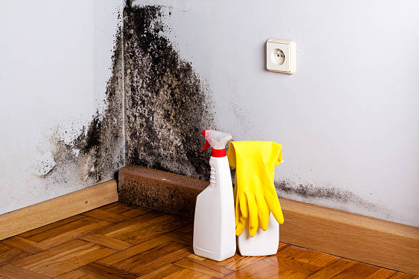 Mold Odor Removal Services in Cabool, MO